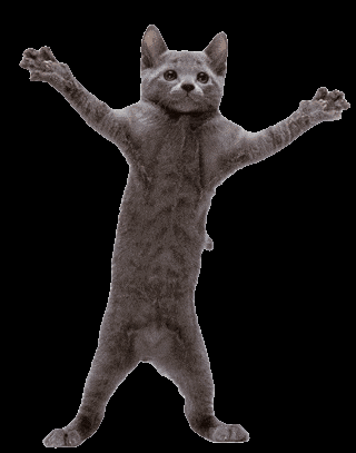 dancing cat gif that  grey cat